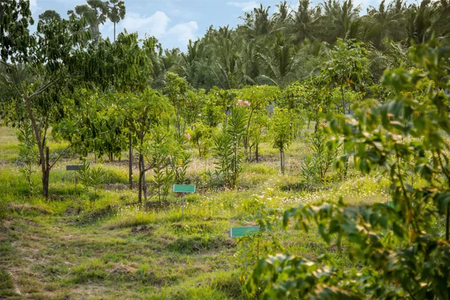 Plantation by A.Tosh